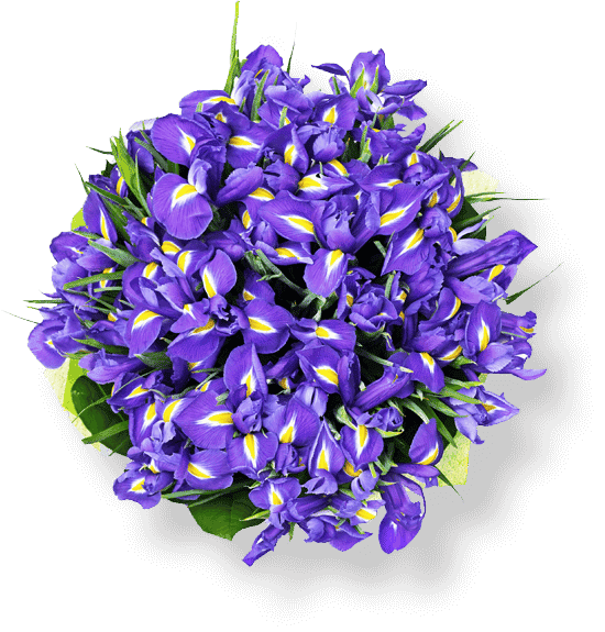 ویتابیوتیکس